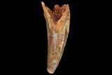 Fossil Crocodile (Elosuchus) Tooth - Morocco #81029-1